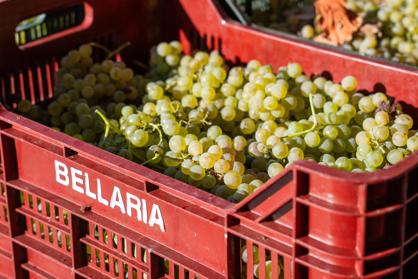 Grappoli di uva bianca appena vendemmiata nelle cassette rosse marchiate Bellaria